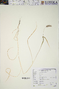 Pennisetum glaucum image