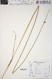 Schoenoplectus pungens var. pungens image