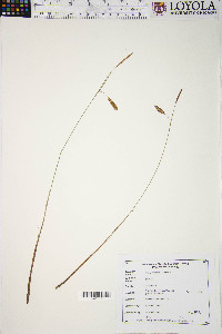 Carex limosa image