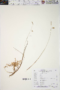 Carex limosa image