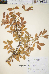 Euonymus alatus image