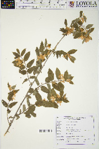 Lonicera morrowii image