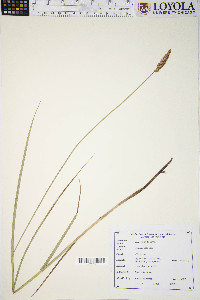 Carex sartwellii image