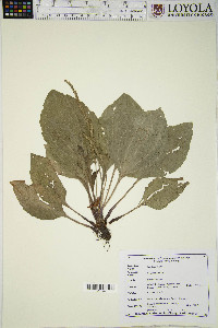 Plantago major image