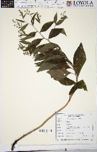 Hackelia virginiana image