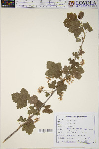 Ribes americanum image