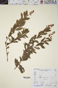 Spiraea alba image