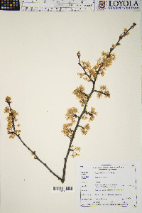 Prunus hortulana image