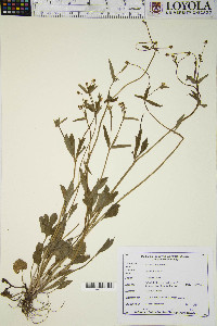 Ranunculus sceleratus image