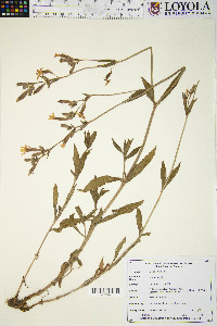 Silene latifolia image