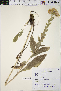 Solidago rigida image