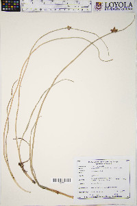 Schoenoplectus pungens var. pungens image