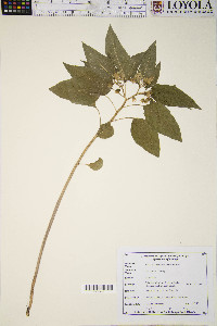 Physalis subglabrata image