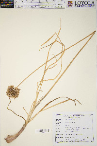 Allium cernuum image