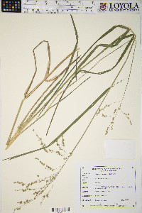 Glyceria canadensis image