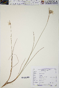 Eriophorum tenellum image