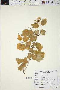 Viburnum opulus image