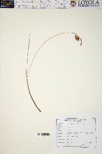 Carex limosa image