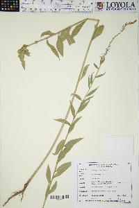 Oenothera curtiflora image