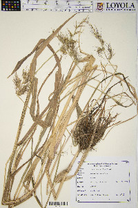 Echinochloa walteri image