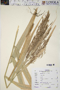 Phragmites australis image