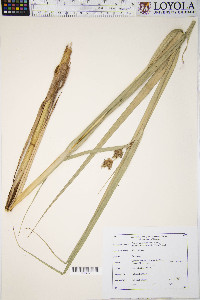 Bolboschoenus fluviatilis image