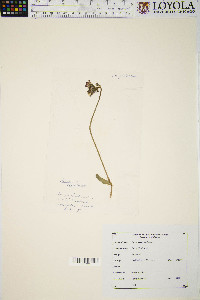 Hieracium aurantiacum image