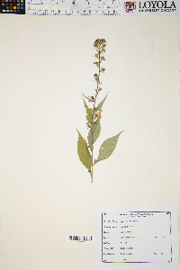 Campanulastrum americanum image