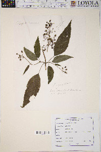 Scrophularia marilandica image