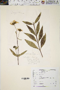 Helianthus hirsutus image