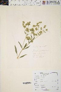 Kuhnia eupatorioides image