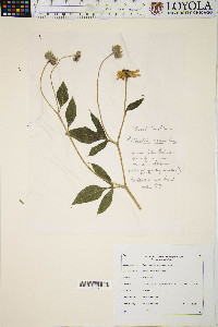 Rudbeckia subtomentosa image