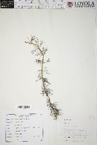 Myriophyllum sibiricum image