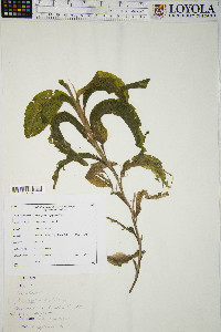 Potamogeton amplifolius image