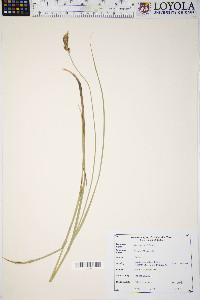 Carex sartwellii image