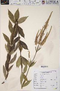 Veronicastrum virginicum image