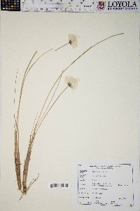 Eriophorum vaginatum image