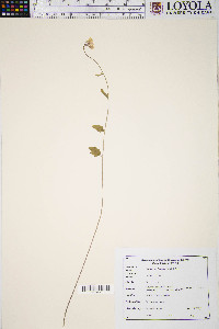 Cardamine bulbosa image