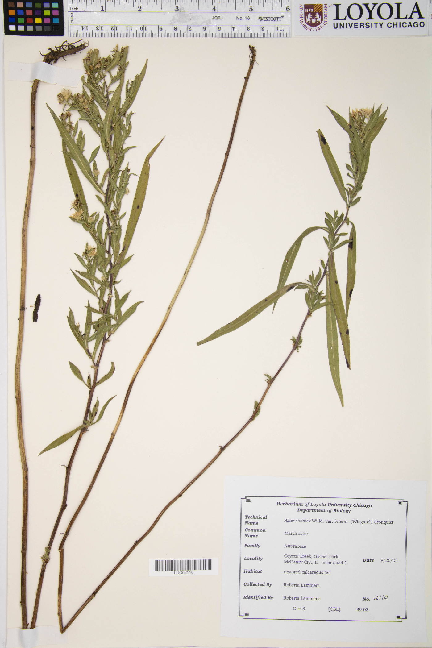 Symphyotrichum lanceolatum var. interior image