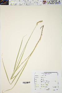 Carex normalis image