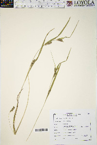 Carex grisea image