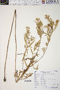 Symphyotrichum lanceolatum var. interior image