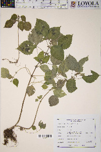 Pilea pumila image