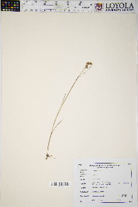 Juncus nodosus image