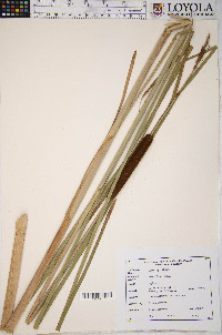 Typha angustifolia image