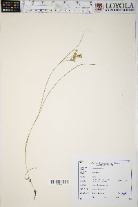 Juncus nodosus image