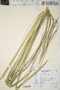 Spartina pectinata image