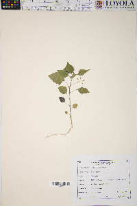 Solanum americanum image