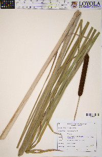 Typha angustifolia image