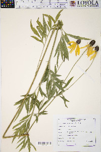 Ratibida pinnata image